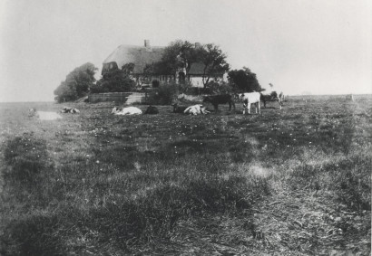 Reetgedecktes Haus im Hintergrund, davor K&uuml;he auf der Weide.