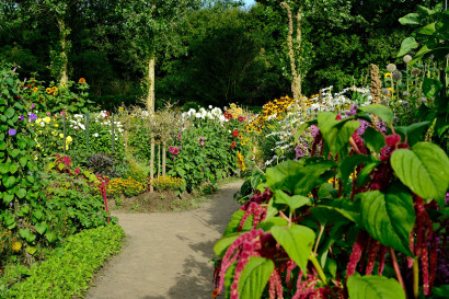 Blick vom Seeb&uuml;llchen in den Nolde-Garten mit bl&uuml;henden Dahlien, Sonnenbraut, H&auml;ngendem Fuchsschwanz, Kugeldistel und Margeriten entlang der Wege.