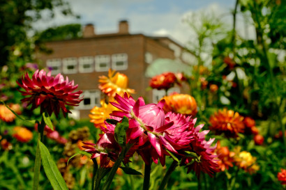 Nahaufnahme von pinken und orangefarbenen Strohblumen, im Hintergrund verschwommen das Nolde-Haus.