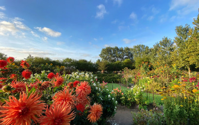 Farbenpr&auml;chtige Dahlien in verschiedenen Sorten und Farben an einem sonnigen Herbsttag.
