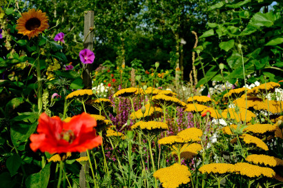 Bl&uuml;hende Goldgarben, Sonnenblumen und Klatschmohn mit roten und gelben Farbakzenten.